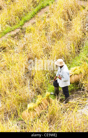 Bauer arbeitet im Reisfeld, Philippinen. Stockfoto