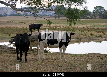 Holstein Friesian Kühe stehen neben einem Staudamm in Ackerland im südlichen New South Wales, Australien Stockfoto