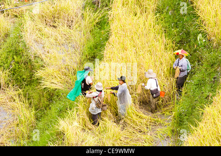 Bauer arbeitet im Reisfeld, Philippinen. Stockfoto