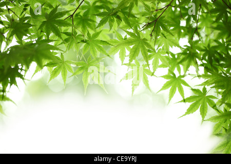 Grüne Ahornblätter Hintergrund. Stockfoto