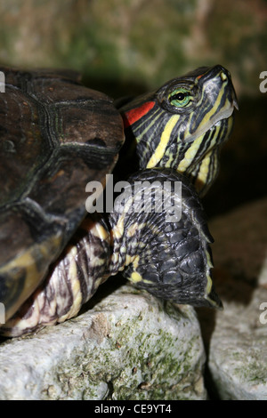 Porträt des rot-eared Slider ist Scripta elegans Stockfoto