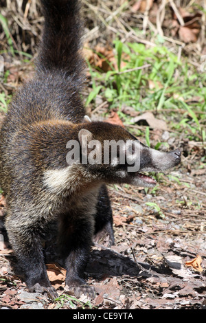 Weibliche White-gerochene Nasenbär-Nasua narica Stockfoto