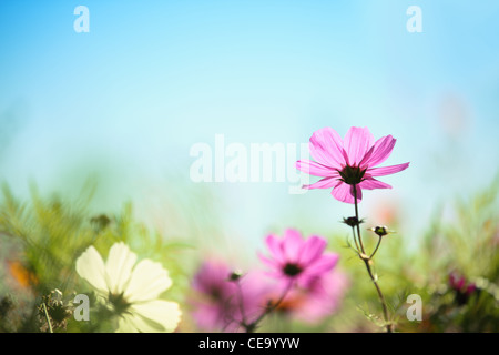 Nahaufnahme von rosa Gänseblümchen gegen blauen Himmel, natürlichen Hintergrund. Stockfoto