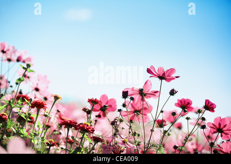 Daisy Blume vor blauem Himmel. Stockfoto