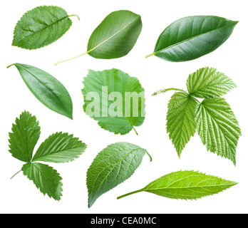 Sammlung des Gartens lässt auf weißem Hintergrund Stockfoto