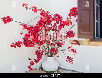 Roter Bougainvilleen vor einem weiß getünchten Haus in Lindos, Rhodos, Griechenland Stockfoto