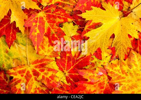 Herbstliche Ahornblätter als hell farbigen Hintergrund Stockfoto