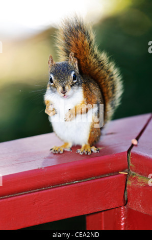 Fett wilde Eichhörnchen stehend auf hölzernen Geländer im freien Stockfoto