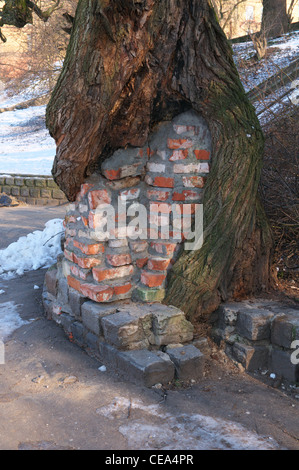 Stamm des Baumes verstärkt mit Steinen Stockfoto