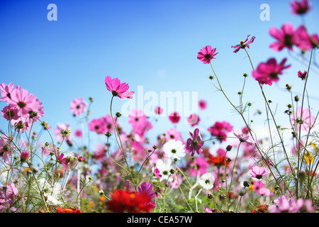 Daisy Blume gegen blauen Himmel, flachen Dof. Stockfoto