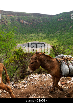 Geladenen Esel vorbei auf den El Sod Vulkan Krater Äthiopien Stockfoto