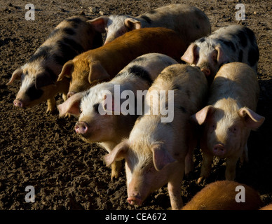 Eine Gruppe von seltenen Rasse alte Spot Gloucestershire und Tamworth Ferkel Stockfoto