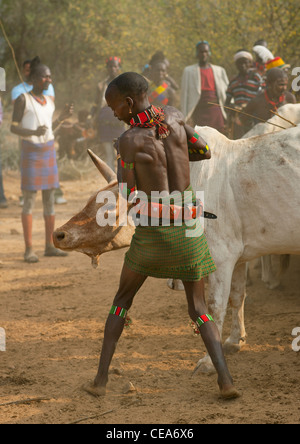 Hamer Mann Viehhaltung noch während Stier springen Zeremonie Omo-Tal-Äthiopien Stockfoto