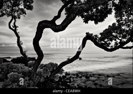 Sonnenaufgang und Heliotrop Bäume. Hawaii, Big Island. Stockfoto