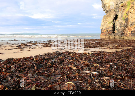 ein Blick auf den Strand Klippen in Ballybunion co Kerry Irland mit Fülle von Algen nach einem Sturm Stockfoto