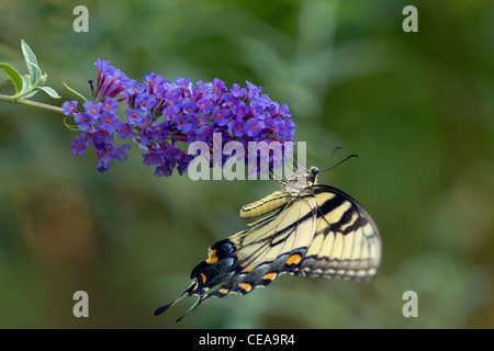 Tiger Schwalbenschwanz Schmetterling auf einer Blüte lila Schmetterlingsstrauch Stockfoto