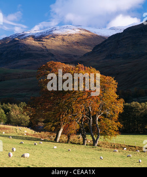 Bauernhof-Szene in Glen Lyon, Perth und Kinross, Schottland, Großbritannien Stockfoto