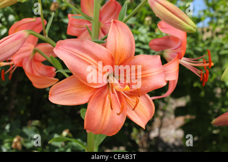 hell rosa asiatischen Lilien wachsen in einem Garten Stockfoto