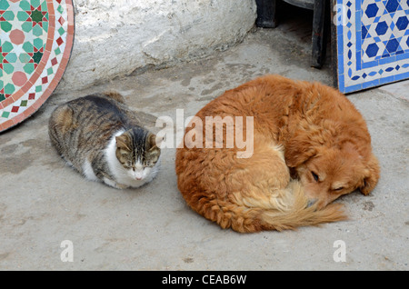 Sickert Katzen- und mit Mosaiken, Essaouira, Marokko Stockfoto