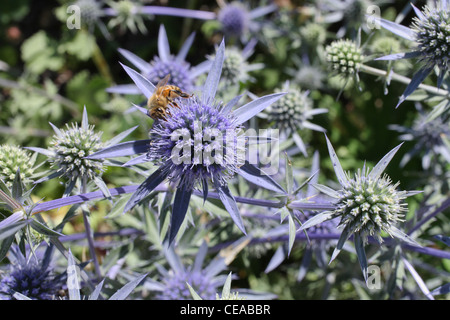 stachlige lila und grüne Blumen mit Biene Blütenstaub zu sammeln Stockfoto