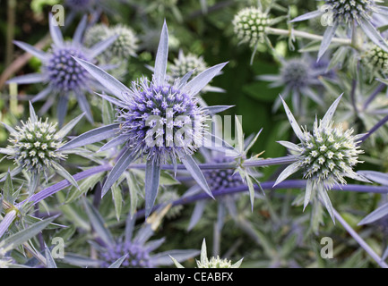 einzigartige lila und blau stacheligen Blumen wachsen in einem patch Stockfoto