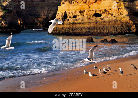 Portugal, Algarve: Möwen (Larus Argentatus) am Strand Praia da Marinha Stockfoto