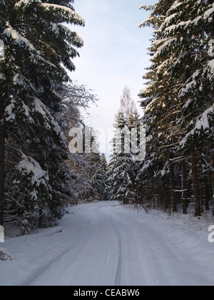 verschneiten Wald, Bäume, winter Stockfoto
