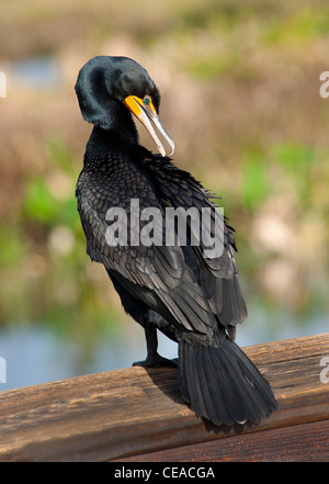 Doppelte Crested Kormoran auf Geländer in Wakodahatchee Feuchtgebiete, Florida Stockfoto