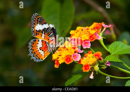 Schmetterling auf bunte Blume Stockfoto