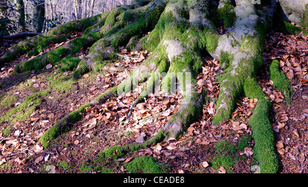 alte Buche mit Moos bedeckt Wurzeln Stockfoto