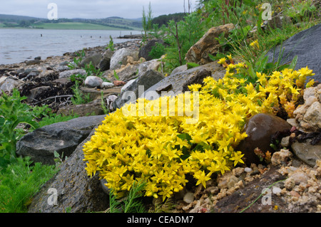 Mauerpfeffer (Sedum Acre) wachsen auf den Gezeiten Ufer von Loch Flotte Naturschutzgebiet am Littleferry, Sutherland beißen. Stockfoto