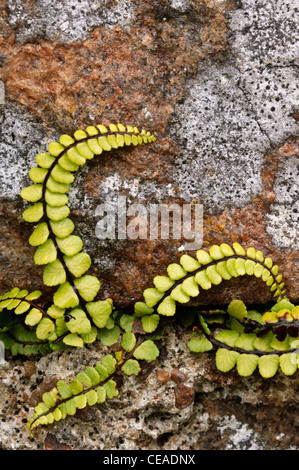 Tausend Spleenwort wächst aus einer Steinmauer. Stockfoto