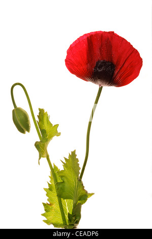 Schlafmohn (Papaver Somniferum) - floh-Garten-Sorte. Stockfoto