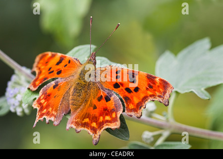 Schmetterling Orange Komma oder Polygonia c-Album Schmetterling ruht auf Niederlassung und grünes Blatt im Sommer Stockfoto