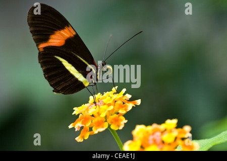 Tropischer Schmetterling der Postmann oder Heliconius Melpomene Amaryllis auf spanische Flagge oder Lantana Camara Blumen Stockfoto