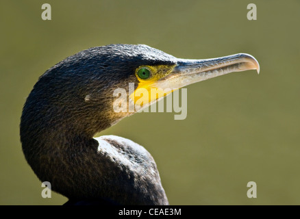 Porträt des Kormorans in der Nachmittagssonne am Ufer Stockfoto