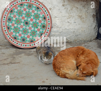 Sickert Katzen- und mit Mosaiken, Essaouira, Marokko Stockfoto