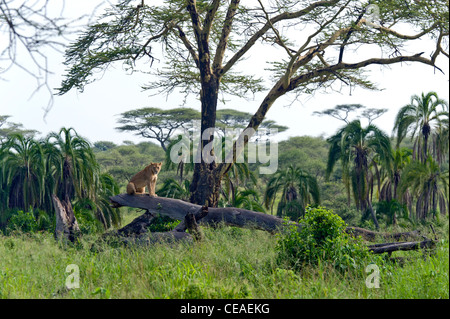 Löwin Panthera Leo mit einem Radio-Kragen sitzt auf einen umgestürzten Baum am Seronera in Serengeti, Tansania Stockfoto