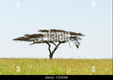 Serengeti Gras Ebenen mit Regenschirm Thorn Akazie (Acacia Tortilis) am Seronera in Serengeti Tansania Stockfoto