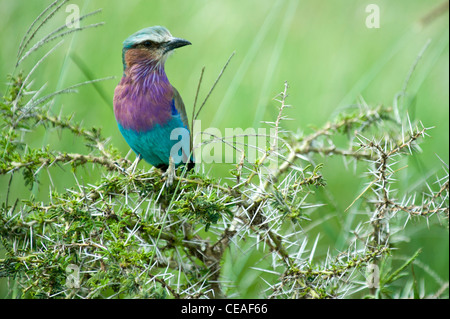 Lilac-breasted Roller (Coracias Caudatus) im Maasai Heißwasserquellen in Serengeti, Tansania Stockfoto