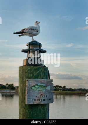 Eine Möwe, ruht auf einem Laternenmast auf der Promenade am See Sumter Landing in den Ortschaften, Florida. Stockfoto