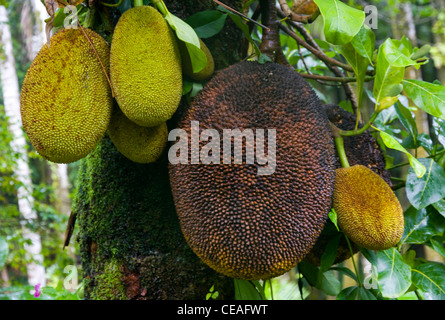 Brotfruchtbaum (Atocarpus Altills), Hawaii Tropical Botanical Garden, nördlich von Hilo, Big Island, Hawaii Stockfoto