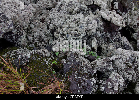 Zerkleinerten Lava aus einem massiven Zufluss im Jahre 1790 Decken viel von Cape Kumukahi, der östlichste Punkt des Big Island, Hawaii Stockfoto
