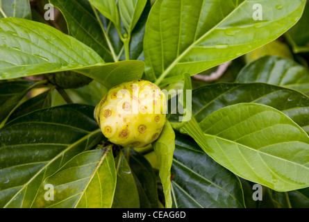 Noni (Morinda Citrifolia), Native Garten, Imiloa Astronomie Center, Hilo, Big Island, Hawaii Stockfoto