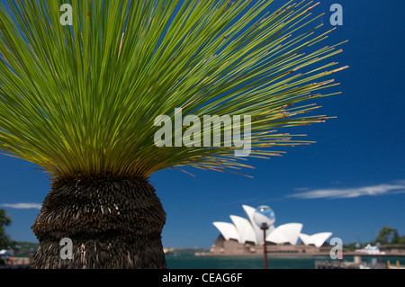 Xanthorrhoea (Grasbaum) mit Sydney Opera House in der Ferne Australien Stockfoto