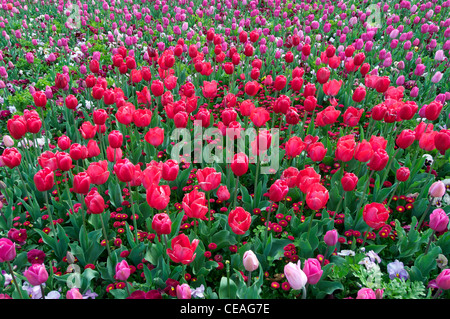 Mischbett Tulpen an der Canberra Floriade Flower Festival Australia Stockfoto