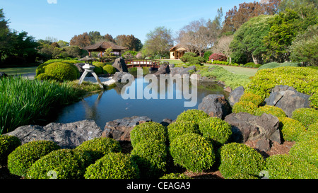 Koi-Teich in der Gosford / Edogawa japanischer Garten, Gosford NSW Australia Stockfoto