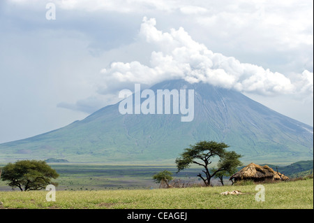 Oldoinyo Lengai Vulkan und Maasai Hütte im Norden von Tansania Stockfoto