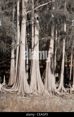 Stämme der kahle Zypresse, Taxodium Distichum in der Nähe von Santa Fe River, Florida, USA Stockfoto