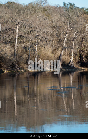 Stämme der kahle Zypresse, Taxodium Distichum in der Nähe von Santa Fe River, Florida, USA Stockfoto